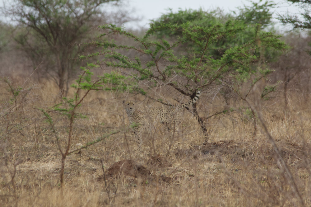 Hidden Cheetah.jpg